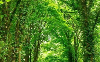 Biophilic Design for Your Commercial Building