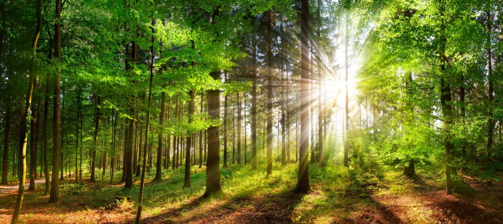 Photo of a forest with light showing through the trees